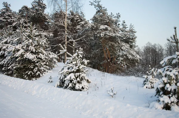 Tie talvella metsässä — kuvapankkivalokuva