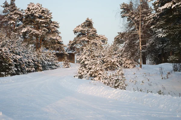 Camino en el bosque de invierno — Foto de Stock