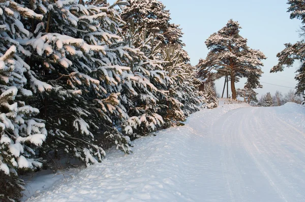 Road in the winter forest — Stock Photo, Image