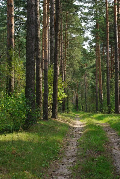 Camino en el bosque de pinos —  Fotos de Stock