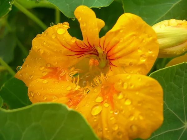 stock image Flowers of nasturtium