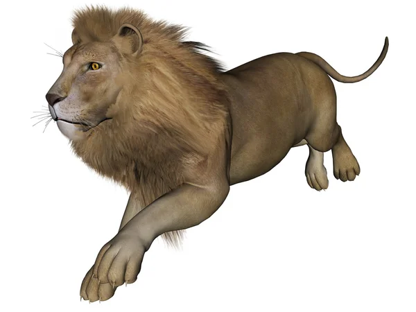 Lion male — Stock Photo, Image