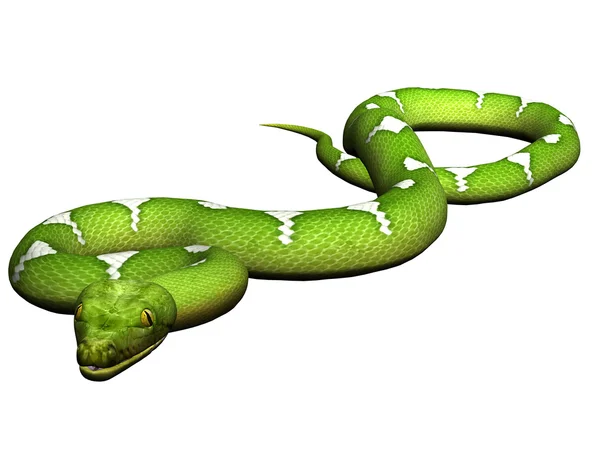 Зелений python — стокове фото