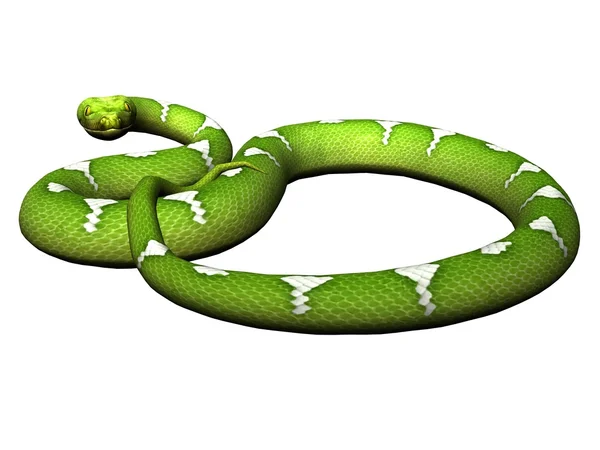 Védekező zöld python — Stock Fotó
