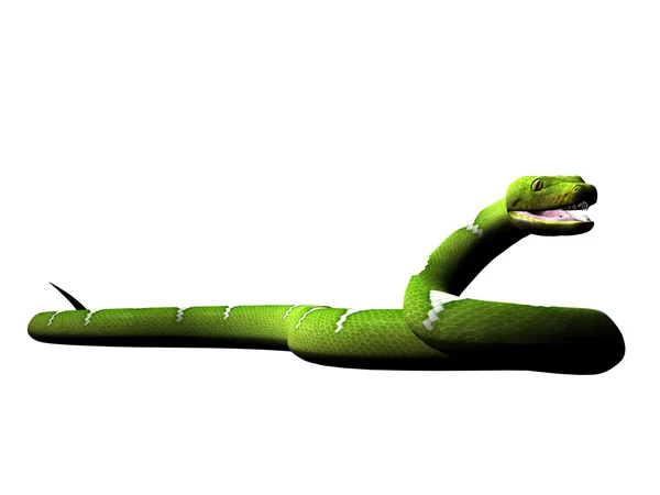 緑の python — ストック写真