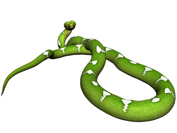 Зелений python — стокове фото
