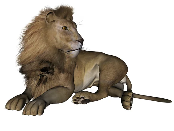 Το αρσενικό λιοντάρι — Φωτογραφία Αρχείου