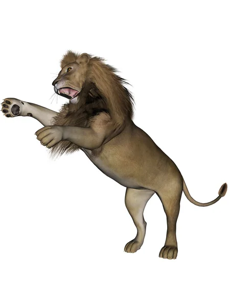 Löwenmännchen — Stockfoto