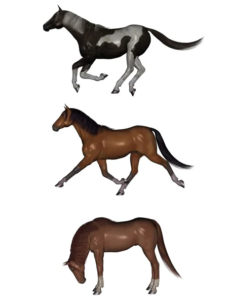 Drie houdingen van paarden — Stockfoto