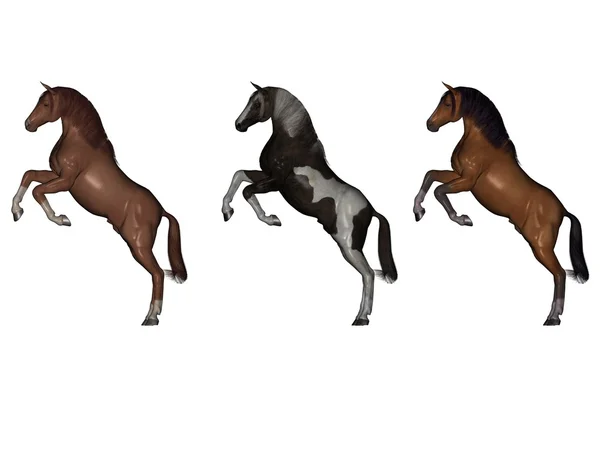 Achterste paarden — Stockfoto