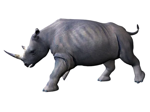 충전 코뿔소 — 스톡 사진