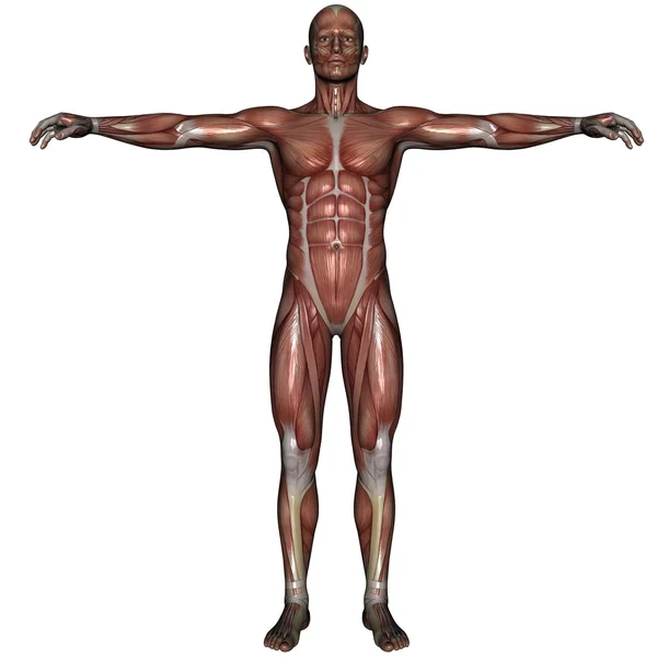 3D-spier van man — Stockfoto