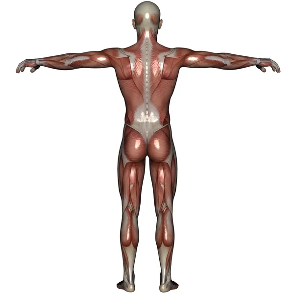 3D muscle of man — Stock Photo, Image