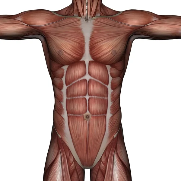 3D muscle of man — Stock Photo, Image