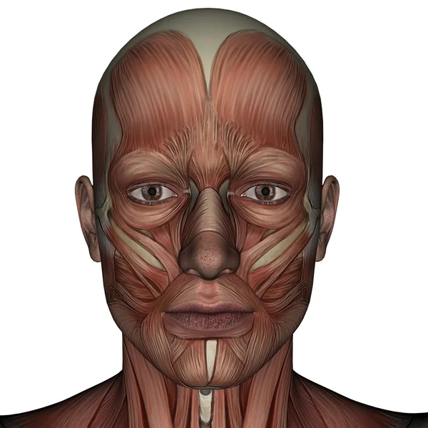 3D-spier van man — Stockfoto