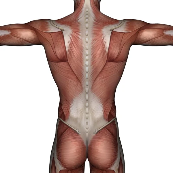 Músculo 3D del hombre — Foto de Stock