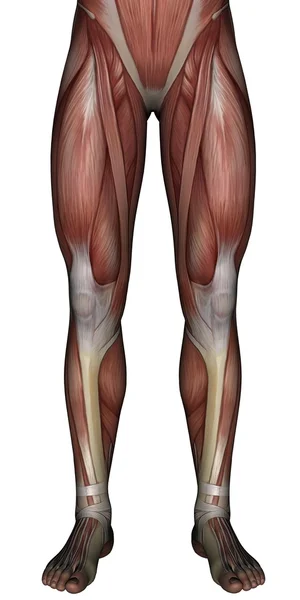 Músculo 3D do homem — Fotografia de Stock