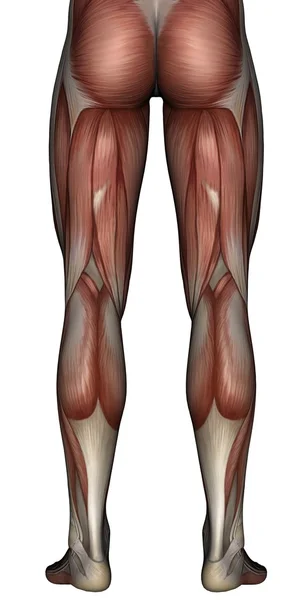 3D mięśni człowieka — Zdjęcie stockowe