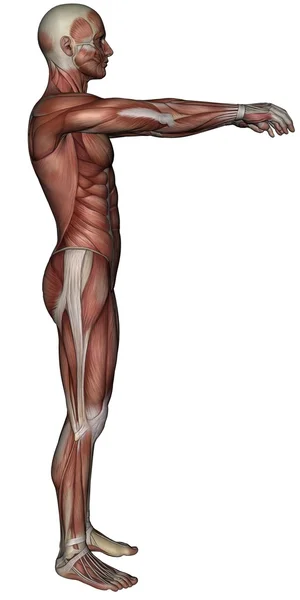 Músculo 3D del hombre — Foto de Stock