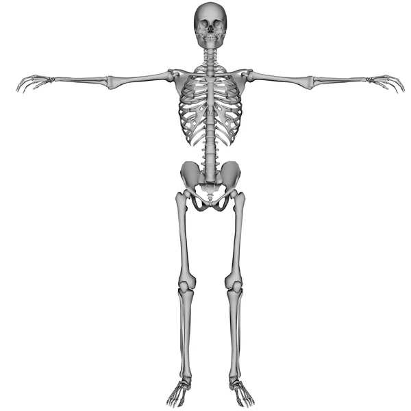 Esqueleto —  Fotos de Stock