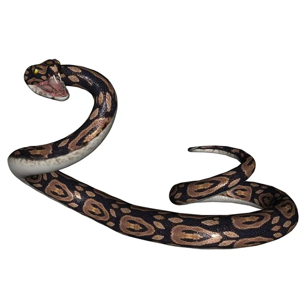 Snake — Stock Photo, Image