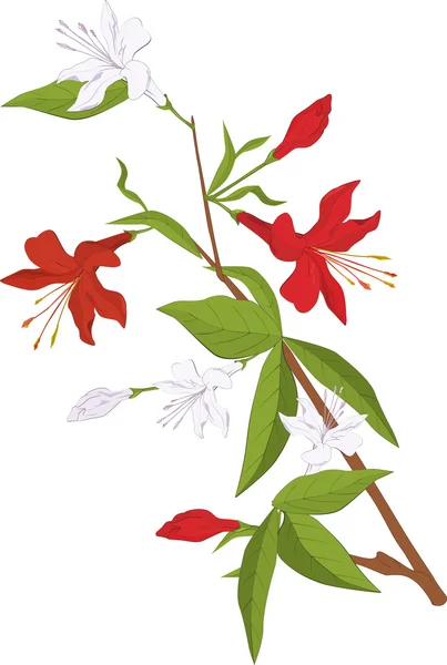 Branche Lily — Image vectorielle