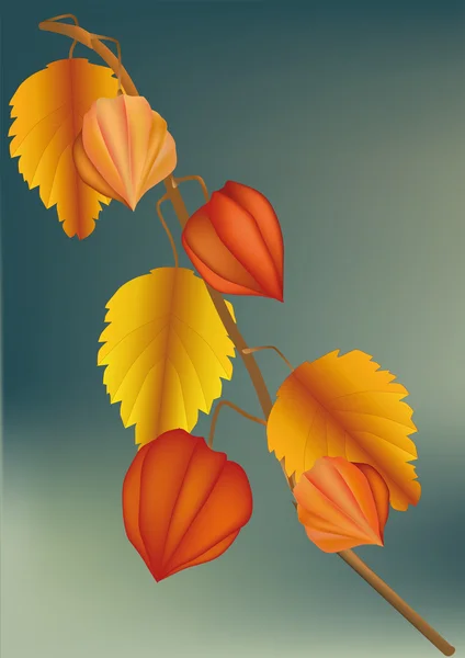 Modèle à partir des feuilles — Image vectorielle