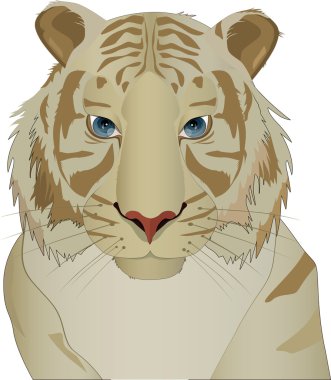 White Bengal tiger clipart