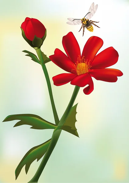 Red field flower — Stock Vector