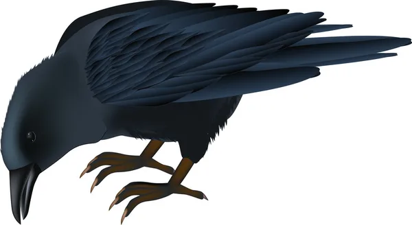 Raven — Stock Vector