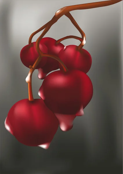 Red cherries — Stock Vector