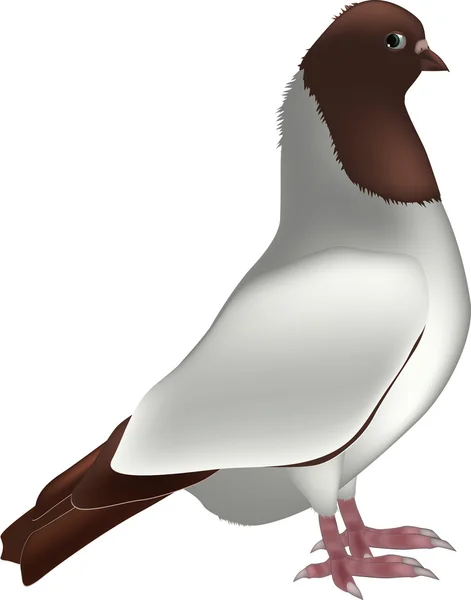 Pigeon — Image vectorielle