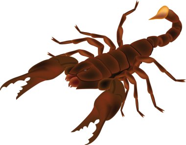 Insect scorpion clipart