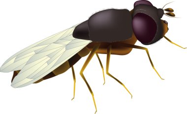 Fly clipart