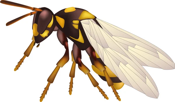 Sarı yaban arısı — Stok Vektör