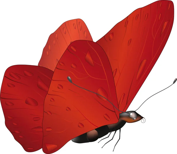 Rode vlinder — Stockvector
