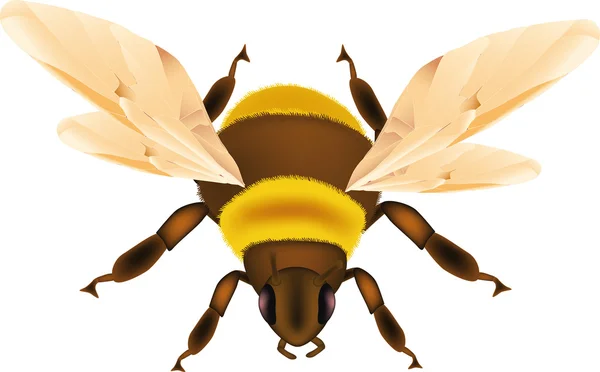 Inseto zangão abelha — Vetor de Stock