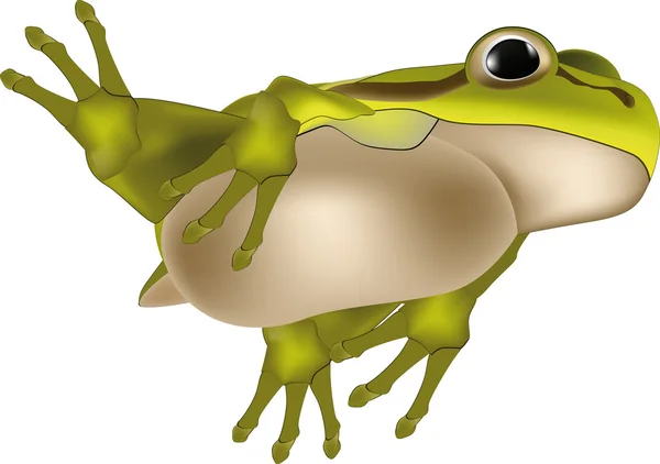 개구리 — 스톡 벡터