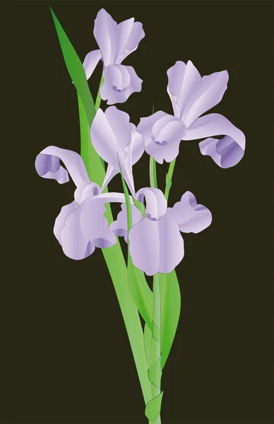 Iris. — Vector de stock