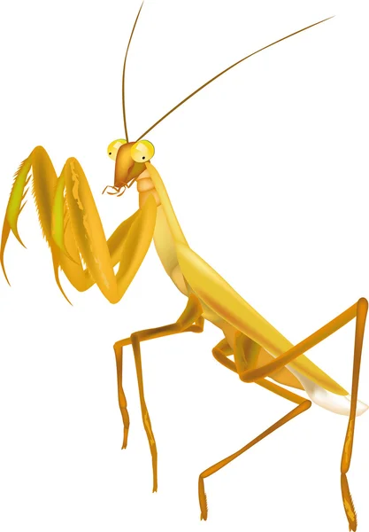 Insect praying mantis — Stockvector