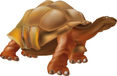 Turtle clipart