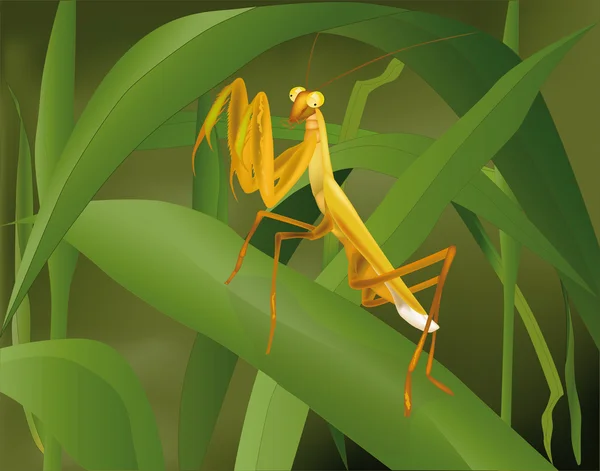 草の昆虫のカマキリ — ストックベクタ