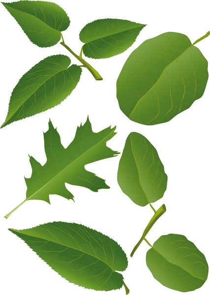 植物的树枝和树叶 — 图库矢量图片