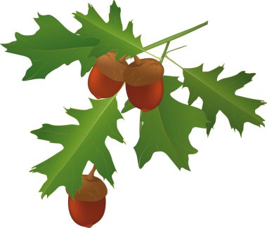 Leaves of an oak and acorns clipart