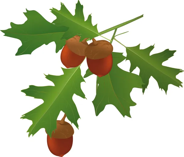 참나무와 도토리의 잎 — 스톡 벡터