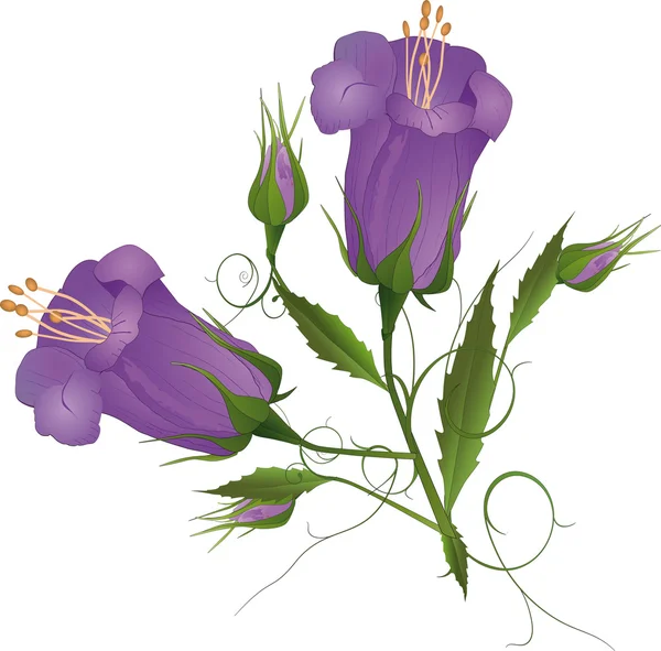 Flores silvestres — Archivo Imágenes Vectoriales