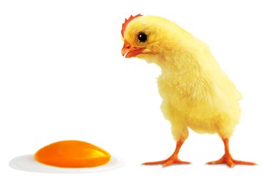Cockalorum and incident with egg clipart