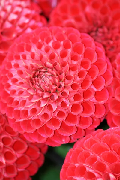 stock image Dahlia