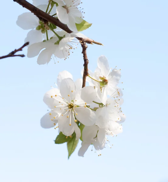 stock image Apple flower