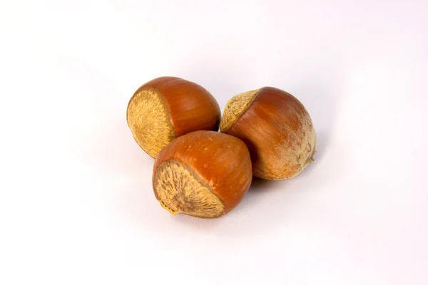 Hazelnuts in shell — Stock Photo, Image